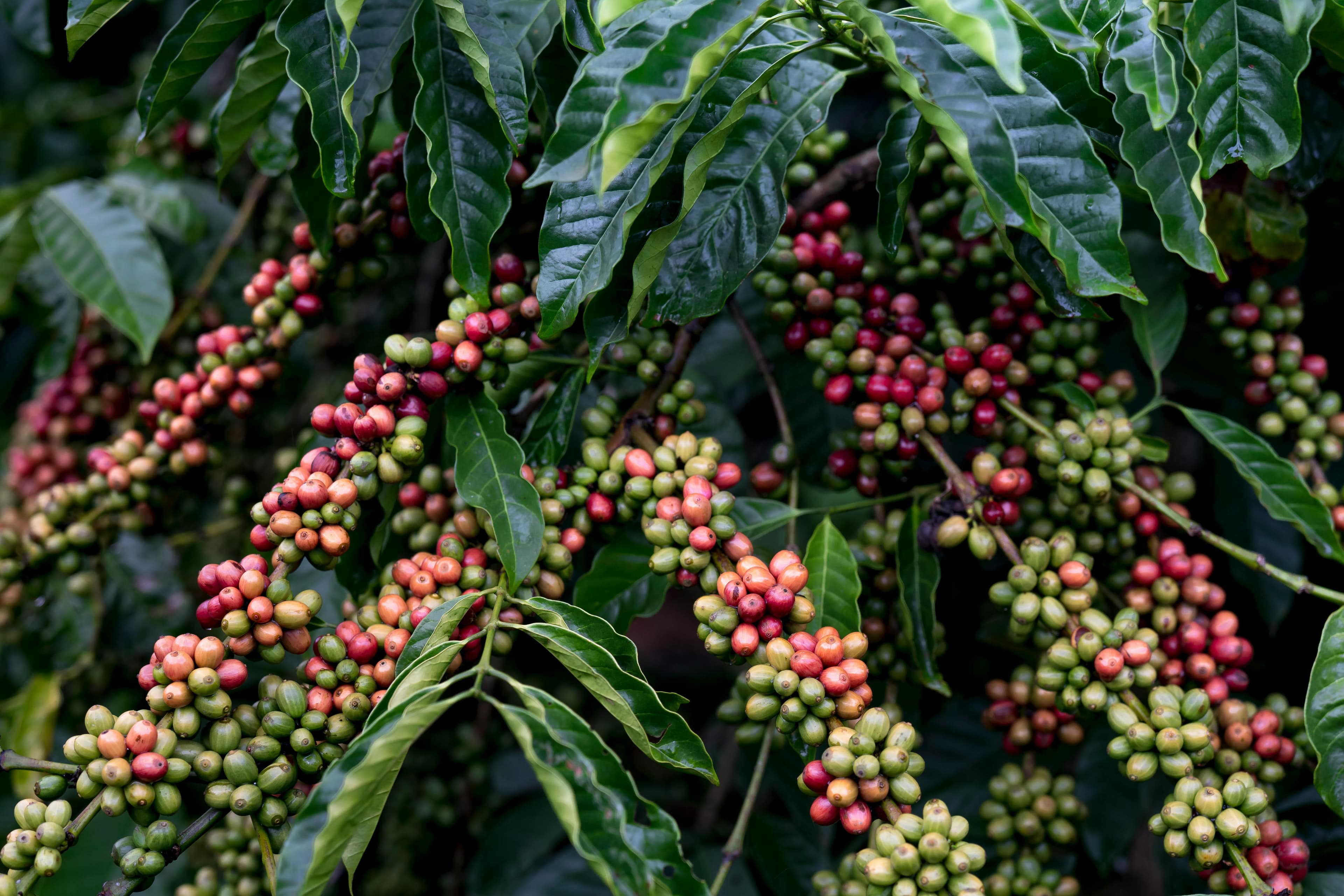 Ripe coffee cherries on branch
